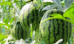 四川免费吃瓜,免费吃瓜活动来袭，清凉一夏尽享瓜果盛宴